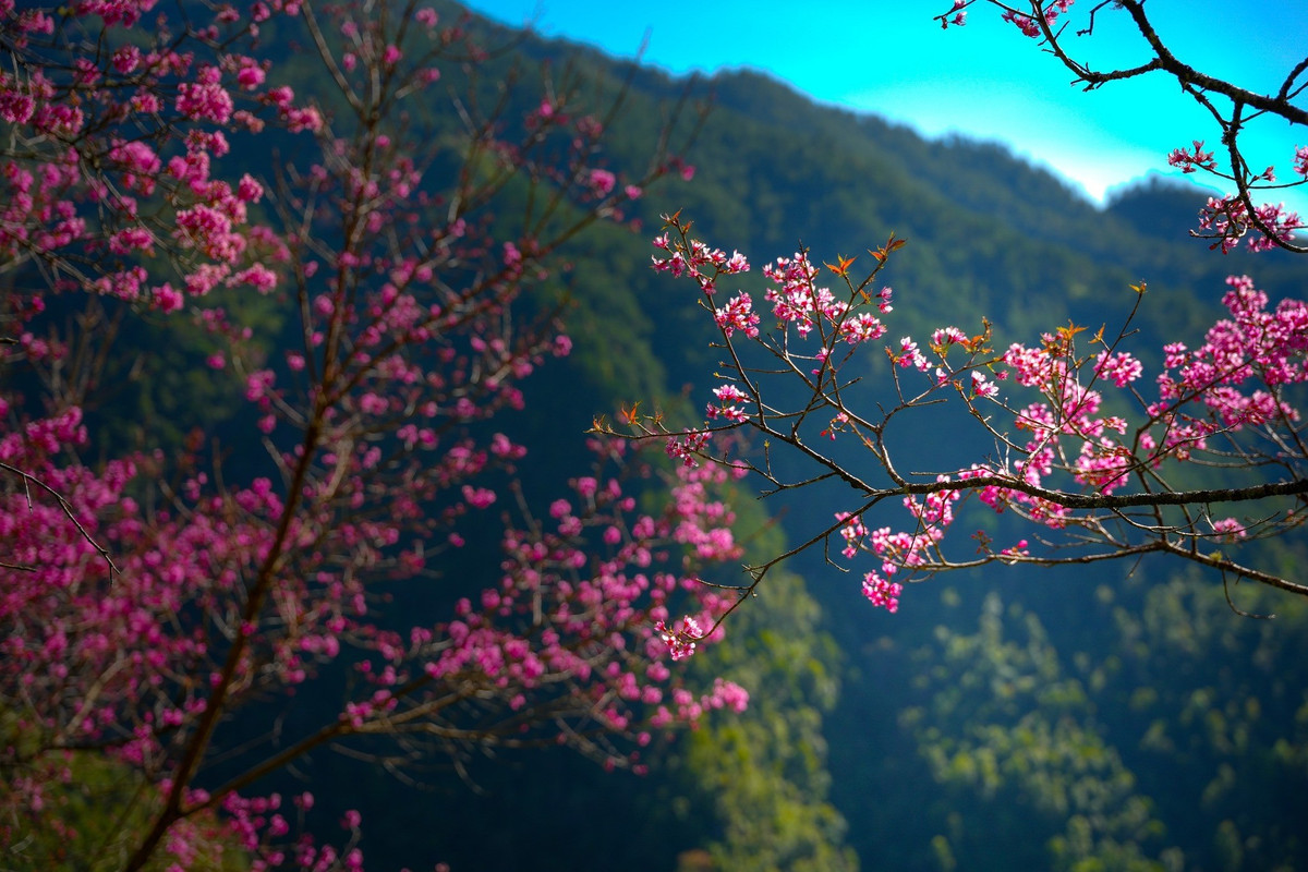 Hoa tớ dày, còn gọi là “pằng tớ dầy”, thường sinh trưởng ở những khu vực núi cao trên 1.000m, nở rộ khi nhiệt độ xuống thấp. Không rực rỡ kiểu phô trương, sắc hồng của hoa tớ dày đậm, dày cánh, nổi bật trên nền trời xám lạnh và những triền núi trập trùng. Ảnh Giàng A Chay