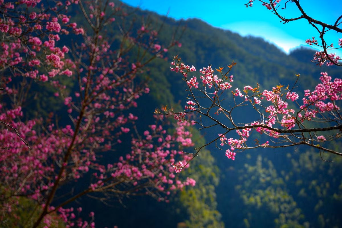 Hoa tớ dày, còn gọi là “pằng tớ dầy”, thường sinh trưởng ở những khu vực núi cao trên 1.000m, nở rộ khi nhiệt độ xuống thấp. Không rực rỡ kiểu phô trương, sắc hồng của hoa tớ dày đậm, dày cánh, nổi bật trên nền trời xám lạnh và những triền núi trập trùng. Ảnh Giàng A Chay