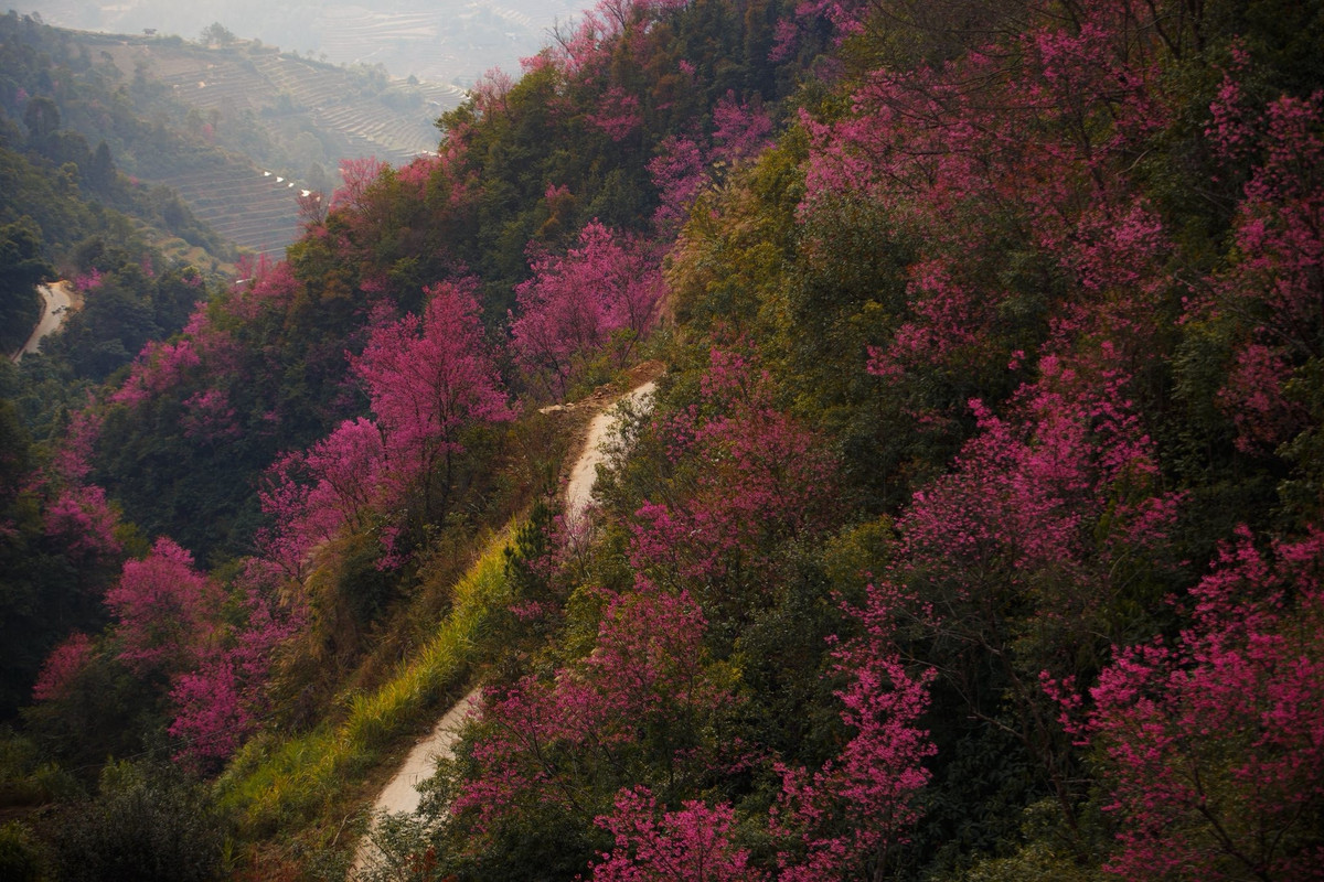 Nếu tháng 10, Mù Cang Chải khiến du khách choáng ngợp bởi những thửa ruộng bậc thang vàng óng trải dài từ chân núi lên tới đỉnh trời, thì những tháng cuối năm, vùng đất này lại đưa người lữ hành bước vào một thế giới hoàn toàn khác. Ảnh Giàng A Chay