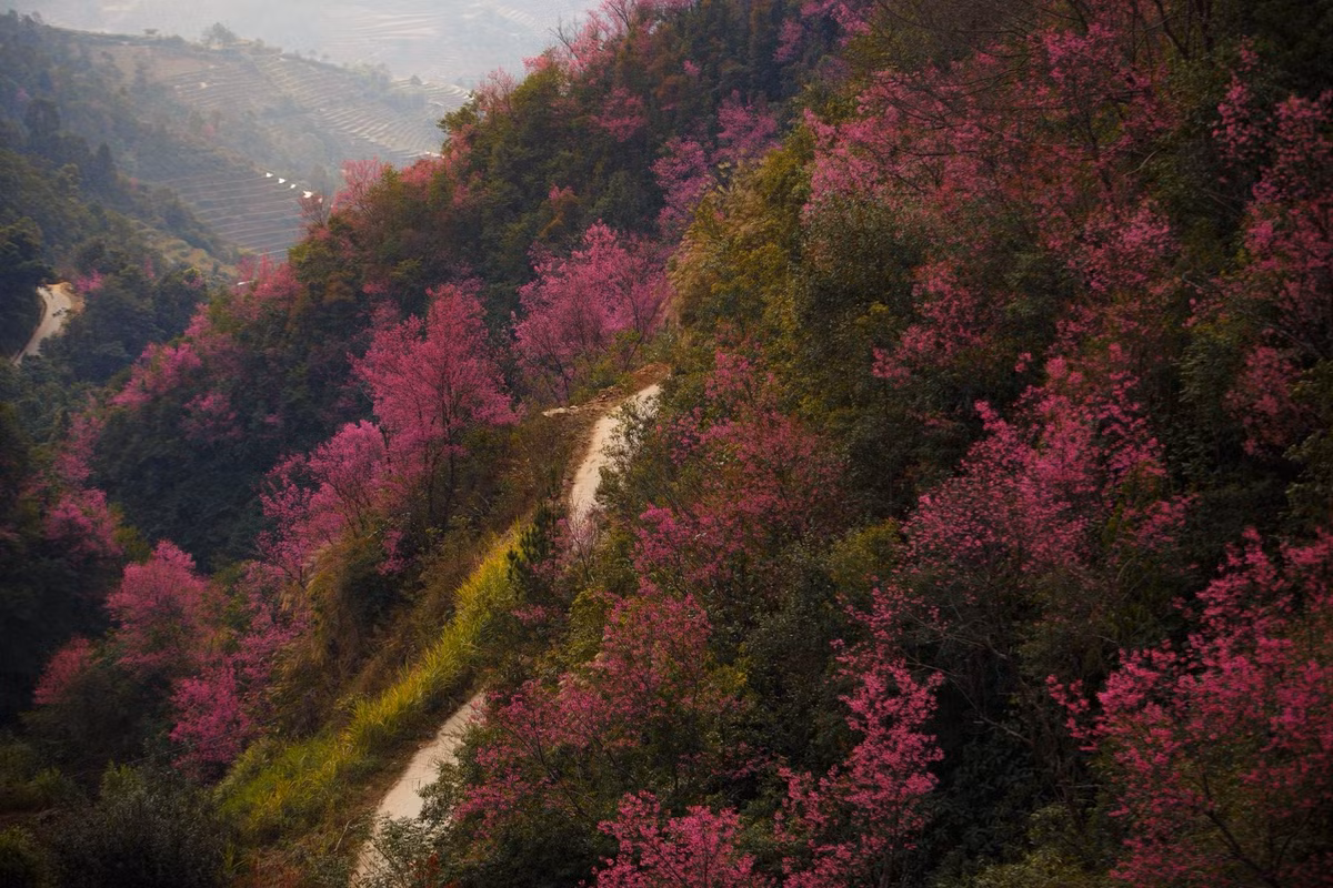 Nếu tháng 10, Mù Cang Chải khiến du khách choáng ngợp bởi những thửa ruộng bậc thang vàng óng trải dài từ chân núi lên tới đỉnh trời, thì những tháng cuối năm, vùng đất này lại đưa người lữ hành bước vào một thế giới hoàn toàn khác. Ảnh Giàng A Chay