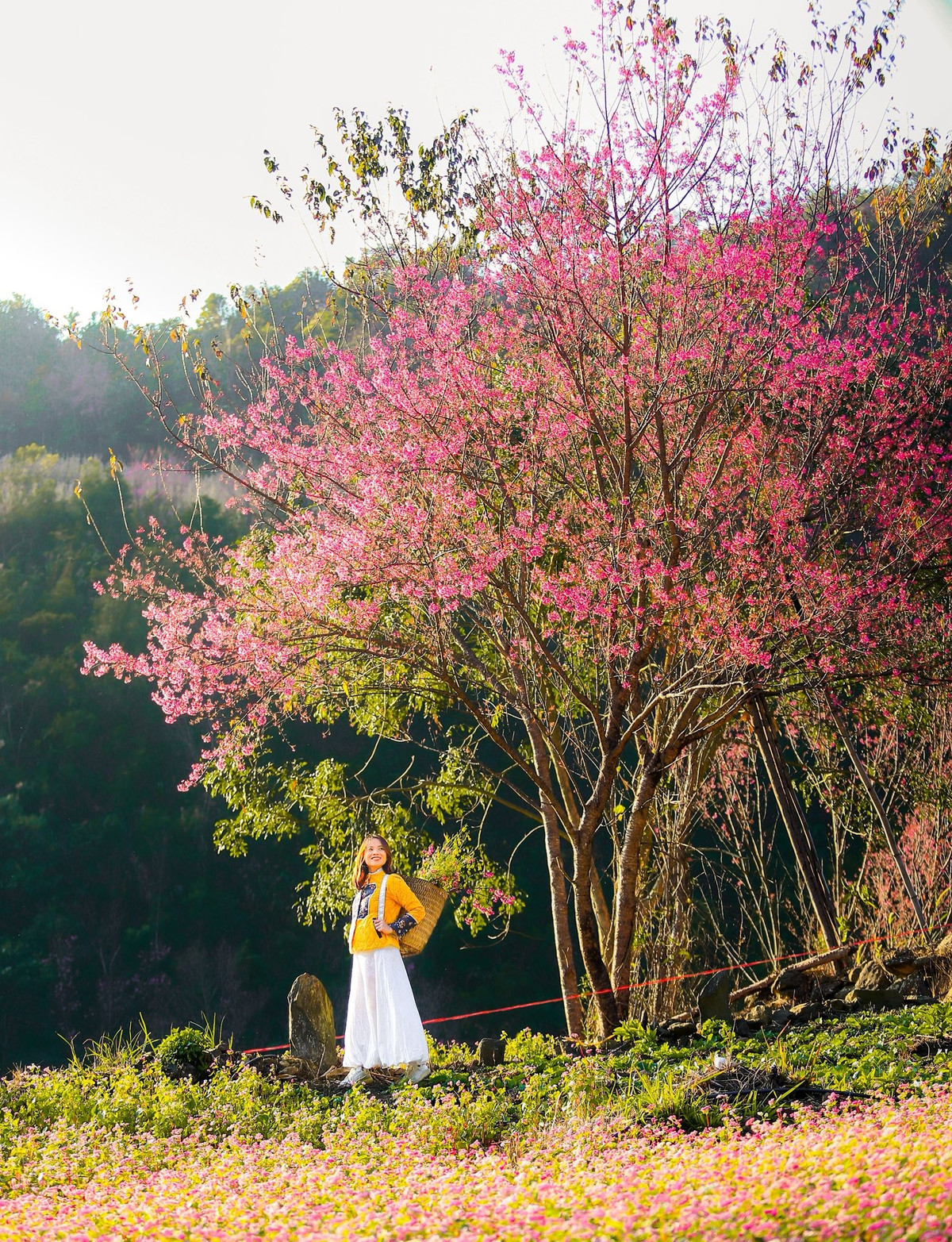 Đặc biệt, loài hoa này nở theo quy luật từ đỉnh núi xuống chân núi, vì vậy thời gian thưởng hoa kéo dài, có thể từ đầu tháng 12 đến tận tháng 2 năm sau. Ảnh Giàng A Chay