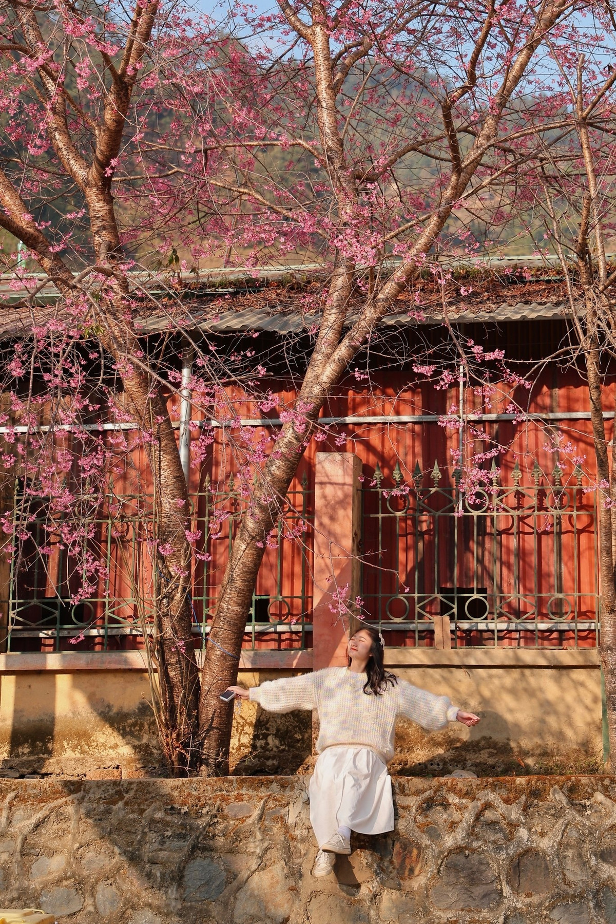 Du khách có thể thuê xe máy tại thị trấn với mức giá khoảng 150.000 đồng mỗi ngày để chủ động di chuyển. Tuy nhiên, nhiều điểm ngắm hoa nằm sâu trong bản, đường nhỏ, dốc và khá khó tìm. Ảnh Linh Jii