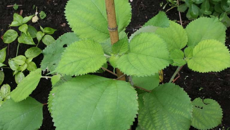 Cây gai (còn gọi là tầm ma) có nguồn gốc từ Ấn Độ, hiện được trồng phổ biến tại nhiều nước châu Á như Việt Nam, Trung Quốc, Malaysia, Lào, Nhật Bản và Hàn Quốc. Đây là loài cây ưa ẩm, sinh trưởng tốt ở nhiều điều kiện, từ đồng bằng đến miền núi. Ảnh Internet