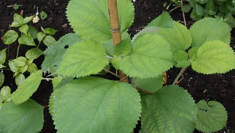 Cây gai (còn gọi là tầm ma) có nguồn gốc từ Ấn Độ, hiện được trồng phổ biến tại nhiều nước châu Á như Việt Nam, Trung Quốc, Malaysia, Lào, Nhật Bản và Hàn Quốc. Đây là loài cây ưa ẩm, sinh trưởng tốt ở nhiều điều kiện, từ đồng bằng đến miền núi. Ảnh Internet