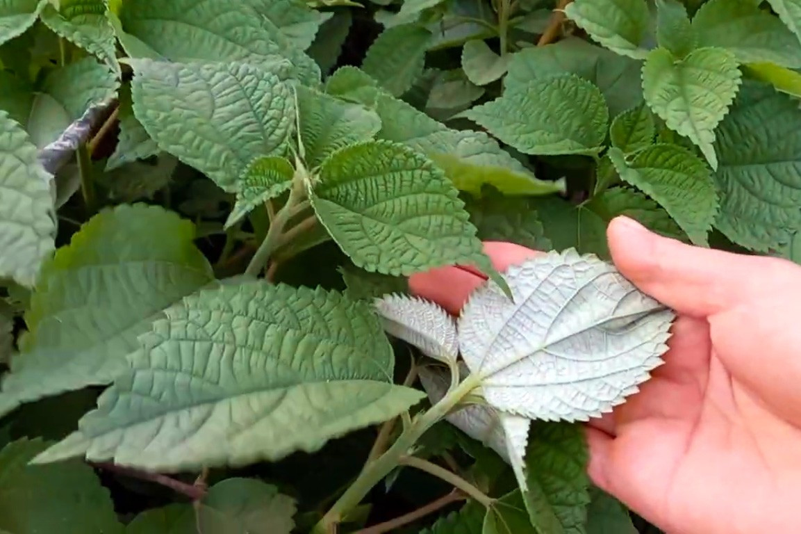 Những năm gần đây, nhu cầu sử dụng lá gai làm nguyên liệu chế biến đặc sản tăng cao. Từ chỗ chỉ hái dùng trong gia đình, lá gai nay được thu mua, sơ chế, phơi khô và bán rộng rãi trên thị trường. Ảnh Suckhoevadoisong