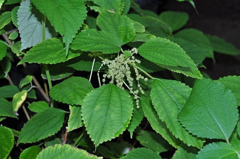 Hiện giá lá gai tươi dao động từ 40.000 – 80.000 đồng/kg. Trong khi đó, lá gai khô sau khi qua nhiều công đoạn xử lý – có thể đạt mức 270.000 đồng/kg tùy chất lượng.