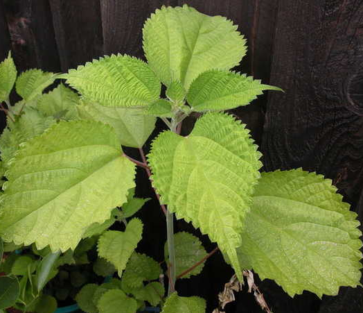 Lá gai có phiến hình tim, mép răng cưa, mặt trên xanh đậm, mặt dưới phủ lông trắng. Lá có thể thu hoạch quanh năm, nhưng chất lượng tốt nhất vào những ngày nắng ráo, đặc biệt cuối mùa hè. Ảnh Internet