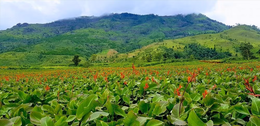 Vào cuối tháng 9, những triền núi ở Chư Đăng Ya (Gia Lai) như bừng sáng bởi sắc đỏ rực rỡ của hoa dong riềng, tạo nên khung cảnh vừa hoang sơ vừa rực rỡ, khiến bất kỳ ai đặt chân tới cũng ngỡ như lạc vào một bức tranh thiên nhiên sống động. Ảnh Phạm Quý