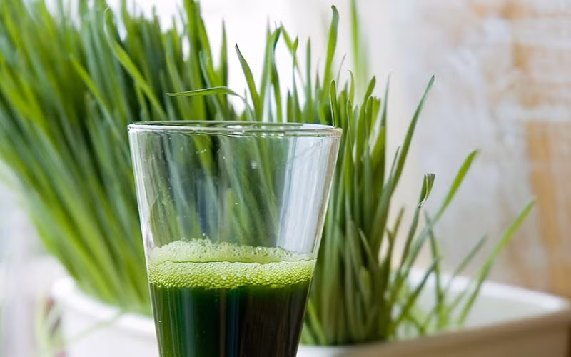 Bên cạnh đó, lá lúa mạch non là thành phần truyền thống của nước ép xanh Nhật Bản. Loại lá này có vị ngọt nhẹ, dễ uống, giàu chất xơ, sắt và enzyme SOD – chất chống oxy hóa quan trọng giúp làm chậm quá trình lão hóa. Khi thu hoạch đúng độ, lá lúa mạch còn chứa GABA và magie, hỗ trợ tiêu hóa và giúp cơ thể thư giãn. Ảnh minh họa