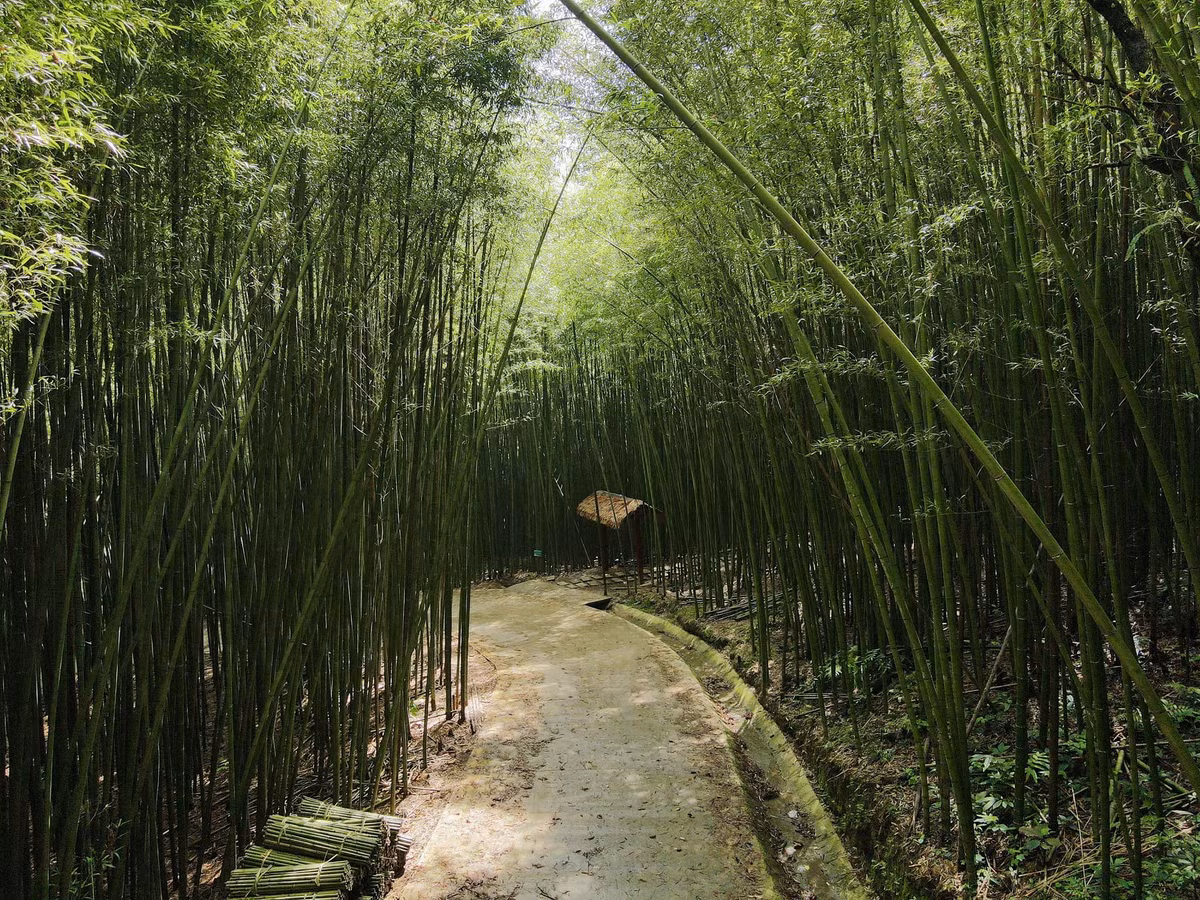 Nếu du khách đang lên kế hoạch khám phá Cao Bằng, Rừng Trúc Nguyên Bình là điểm đến không thể thiếu trong hành trình du lịch. Để tiết kiệm thời gian và tận hưởng trọn vẹn vẻ đẹp của khu rừng, du khách có thể tham gia các tour du lịch khám phá Cao Bằng. Những tour này không chỉ đưa du khách đến Rừng Trúc Nguyên Bình mà còn bao gồm nhiều điểm tham quan nổi tiếng khác của vùng đất này.