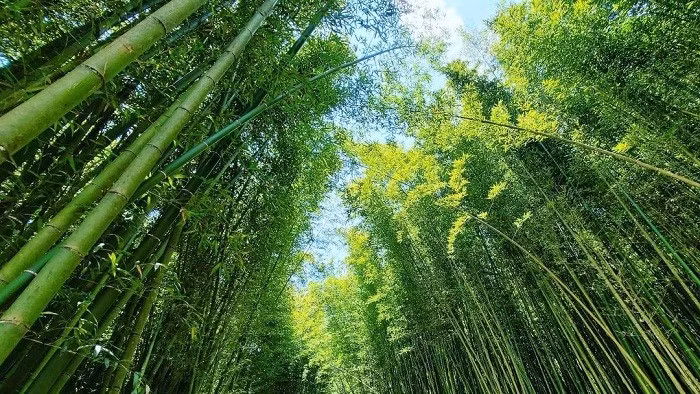 Mỗi khi ánh nắng chiếu qua tán lá trúc, những vệt sáng lung linh chiếu xuống mặt đất khiến khu rừng như bừng sáng, mang đến cho du khách cảm giác như đang lạc vào một thế giới khác, nơi những kiếm khách và phiêu bạt giữa núi rừng. Không khí tại đây luôn trong lành và mát mẻ, đặc biệt vào mùa xuân và mùa hè, khi cây cối xanh tươi, thời tiết dễ chịu, là thời điểm lý tưởng để khám phá và thư giãn. Ảnh Blog của Rọt