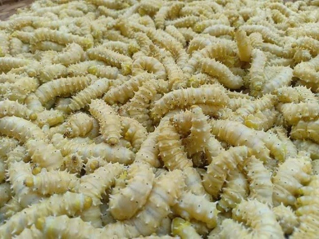 Ở nhiều vùng quê Việt Nam, hình ảnh nong tằm, kén tơ hay mùi lá dâu phơi nắng đã gắn bó với đời sống người dân từ bao đời. Nhộng tằm dâu vì thế không còn xa lạ trong bữa cơm gia đình. Ảnh Báo Vietnamnet