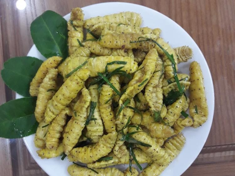 Loại tằm này xuất hiện ở nhiều địa phương như vùng Minh Hóa (Quảng Bình cũ, nay thuộc Quảng Trị), các vùng núi Thanh Hóa, Ba Vì (Hà Nội), Phú Thọ… Mô hình nuôi khá đơn giản, chỉ cần vài nong tre, nguồn lá sắn sạch và sau khoảng một đến hai tháng đã có thể thu hoạch. Ảnh Thanh Hường