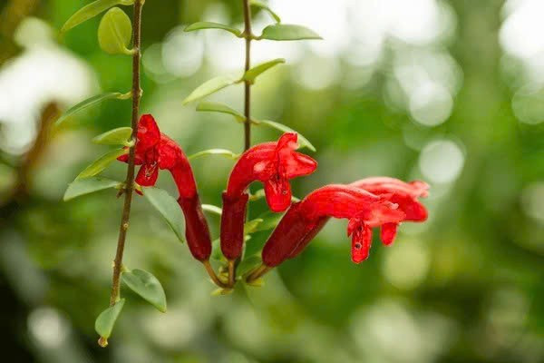 Loài cây này có tên khoa học Aeschynanthus radicans, trong tiếng Anh thường gọi là lipstick plant. Điểm đặc trưng của cây nằm ở những bông hoa hình ống màu đỏ tươi hoặc đỏ cam, nhô ra khỏi đài hoa sẫm màu, trông giống như thỏi son vừa bật nắp hình ảnh độc đáo khiến nhiều người ấn tượng ngay từ lần đầu nhìn thấy. Ảnh shutterstock