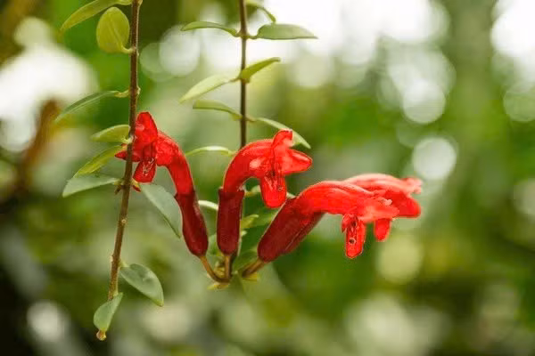 Loài cây này có tên khoa học Aeschynanthus radicans, trong tiếng Anh thường gọi là lipstick plant. Điểm đặc trưng của cây nằm ở những bông hoa hình ống màu đỏ tươi hoặc đỏ cam, nhô ra khỏi đài hoa sẫm màu, trông giống như thỏi son vừa bật nắp hình ảnh độc đáo khiến nhiều người ấn tượng ngay từ lần đầu nhìn thấy. Ảnh shutterstock