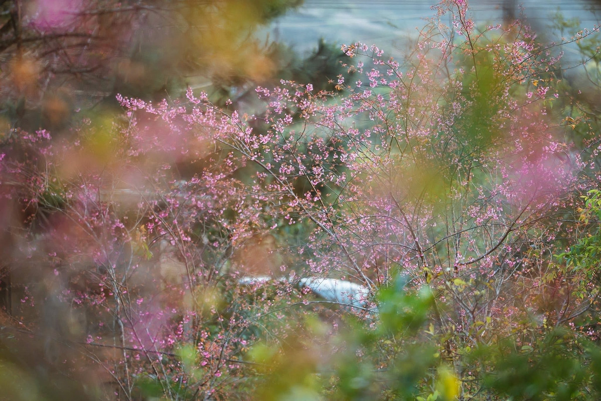 “Măng Đen không ồn ào, náo nhiệt, nhưng lại mang đến cảm giác rất thư thái. Mùa hoa anh đào khiến nơi đây càng trở nên lãng mạn”, một du khách đến từ TP HCM chia sẻ. Ảnh Măng Đen Đại Ngàn