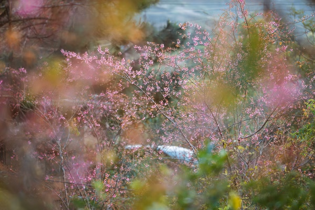 “Măng Đen không ồn ào, náo nhiệt, nhưng lại mang đến cảm giác rất thư thái. Mùa hoa anh đào khiến nơi đây càng trở nên lãng mạn”, một du khách đến từ TP HCM chia sẻ. Ảnh Măng Đen Đại Ngàn