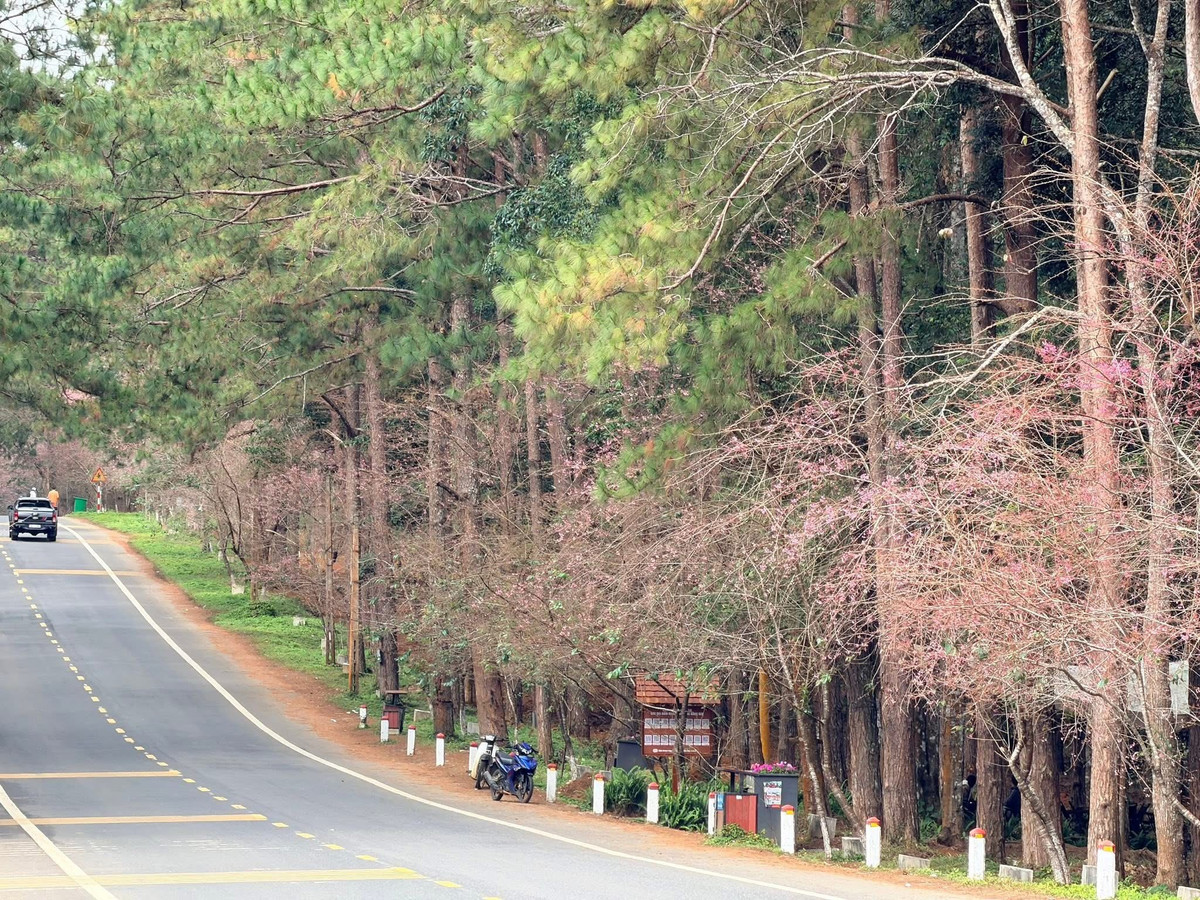 Giữa sắc hoa trải dài, du khách thong thả dạo bộ, hào hứng tạo dáng chụp ảnh. Nhiều gia đình tranh thủ lưu giữ những khoảnh khắc sum vầy đầu năm, trong khi các nhóm bạn trẻ không giấu được sự phấn khích khi được hòa mình vào khung cảnh lãng mạn, yên bình. Ảnh Măng Đen Đại Ngàn
