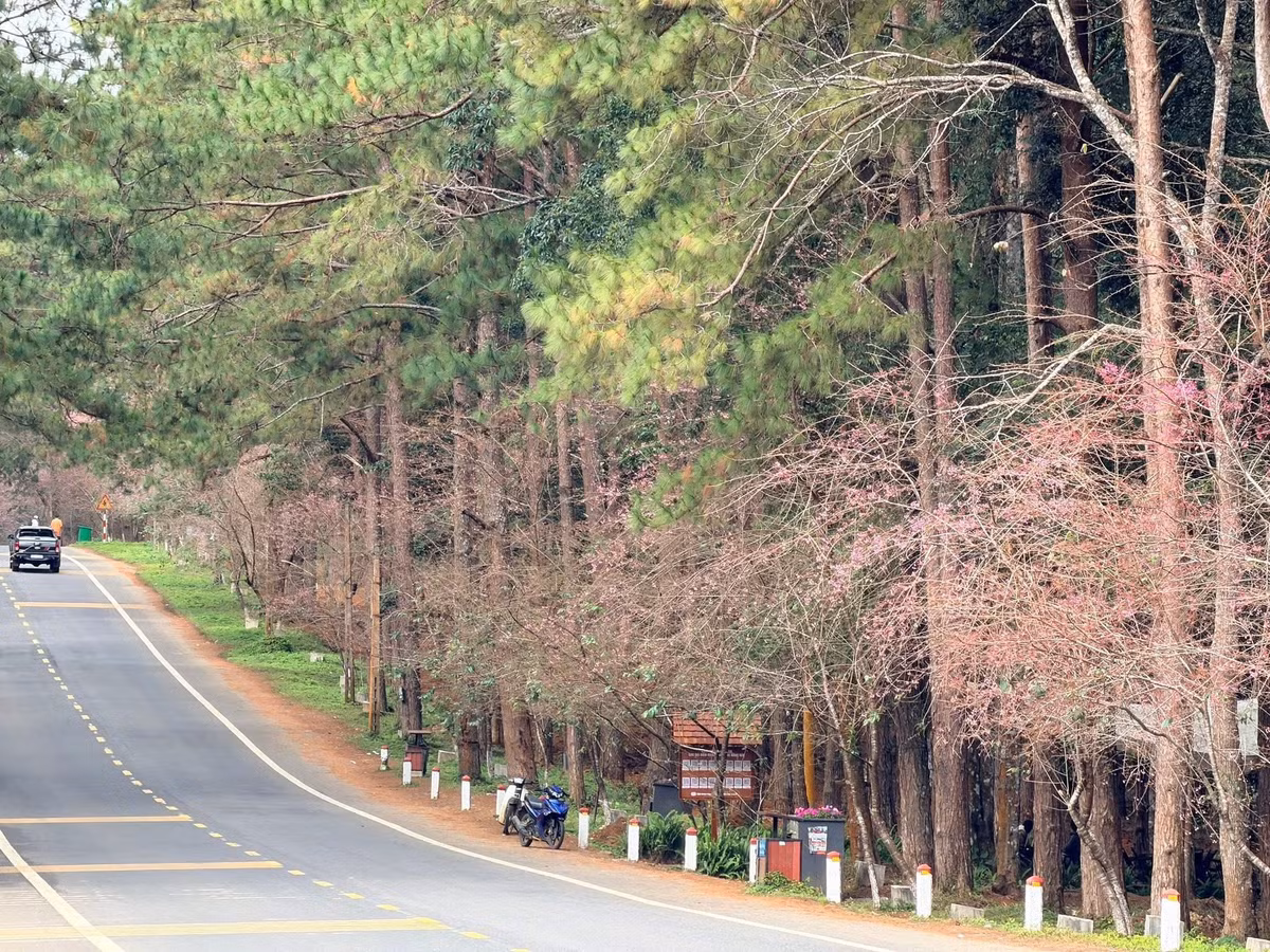 Giữa sắc hoa trải dài, du khách thong thả dạo bộ, hào hứng tạo dáng chụp ảnh. Nhiều gia đình tranh thủ lưu giữ những khoảnh khắc sum vầy đầu năm, trong khi các nhóm bạn trẻ không giấu được sự phấn khích khi được hòa mình vào khung cảnh lãng mạn, yên bình. Ảnh Măng Đen Đại Ngàn