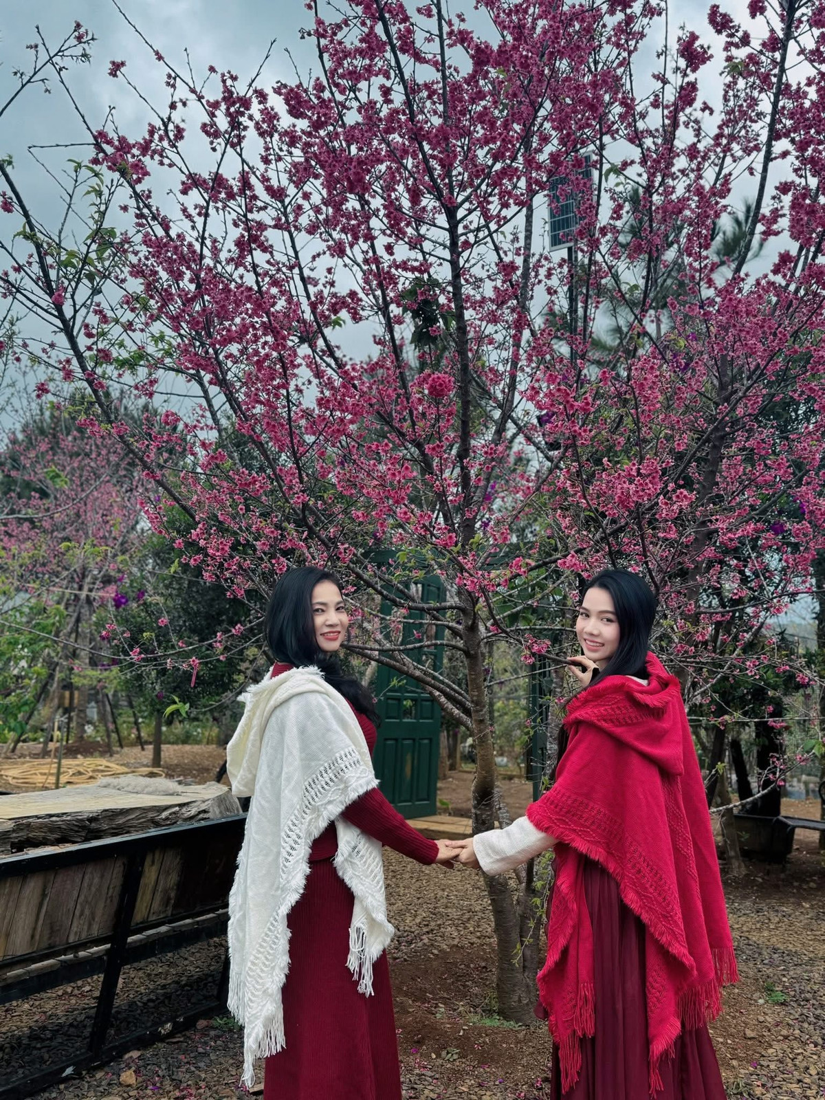 Mùa hoa anh đào nở rộ cũng góp phần tạo sức bật cho hoạt động du lịch tại địa phương. Ảnh Măng Đen Đại Ngàn