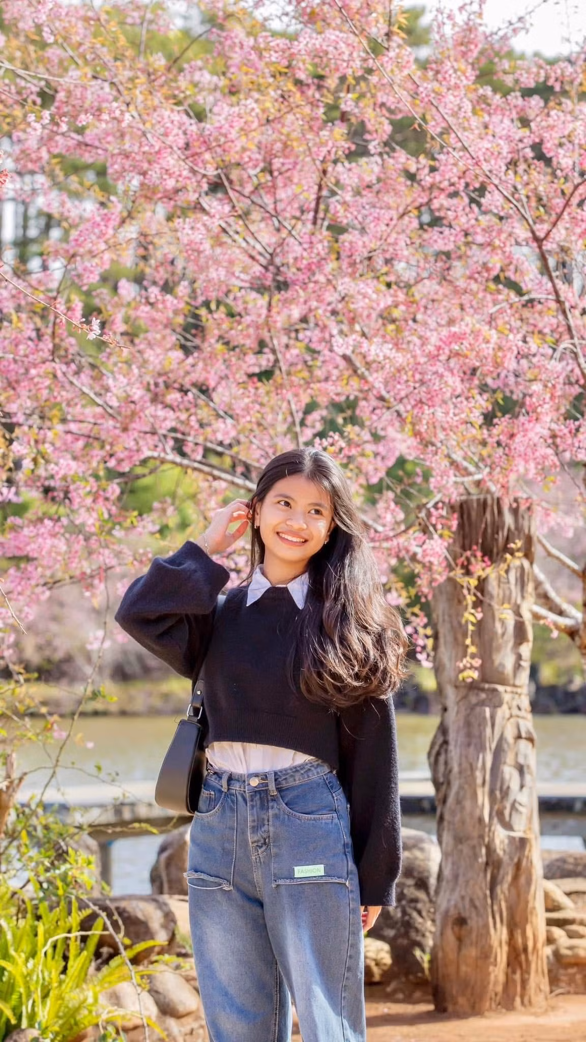 Hoa anh đào hiện được trồng tại nhiều khu vực như dọc Quốc lộ 24, các tuyến đường Võ Thị Sáu, Phan Bội Châu, Quảng trường trung tâm xã Măng Đen, Vườn nghệ thuật Măng Đen và khu vực hồ Đam Bri, hình thành những điểm nhấn cảnh quan thu hút du khách. Ảnh Măng Đen Đại Ngàn