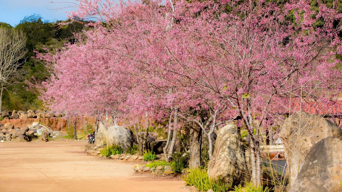 Theo chia sẻ của nhiều du khách, chính sự kết hợp hài hòa giữa tiết trời se lạnh đặc trưng của cao nguyên, không khí trong lành và sắc hồng phớt của hoa anh đào đã tạo nên sức hút riêng cho Măng Đen. Cảm giác được thong thả đi bộ dưới những tán hoa, hít thở bầu không khí mát lành và chụp những bức ảnh kỷ niệm đầu xuân là trải nghiệm khó quên. Ảnh Măng Đen Đại Ngàn