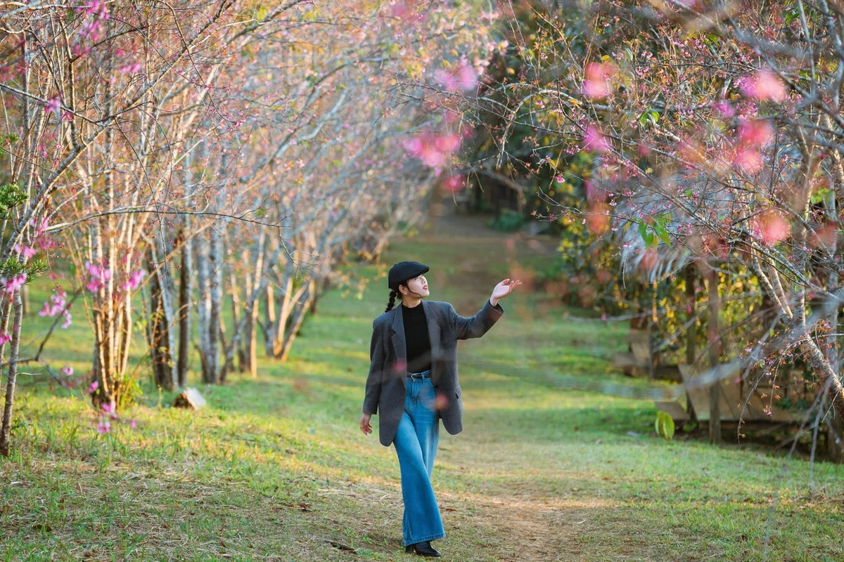 Những ngày đầu năm, Măng Đen khoác lên mình tấm áo mới với sắc hồng dịu dàng của hoa anh đào. Trên các tuyến đường và không gian công cộng, từng hàng cây bung nở rực rỡ, tạo nên khung cảnh nên thơ hiếm có giữa núi rừng Tây Nguyên. Ảnh Sóc Farm