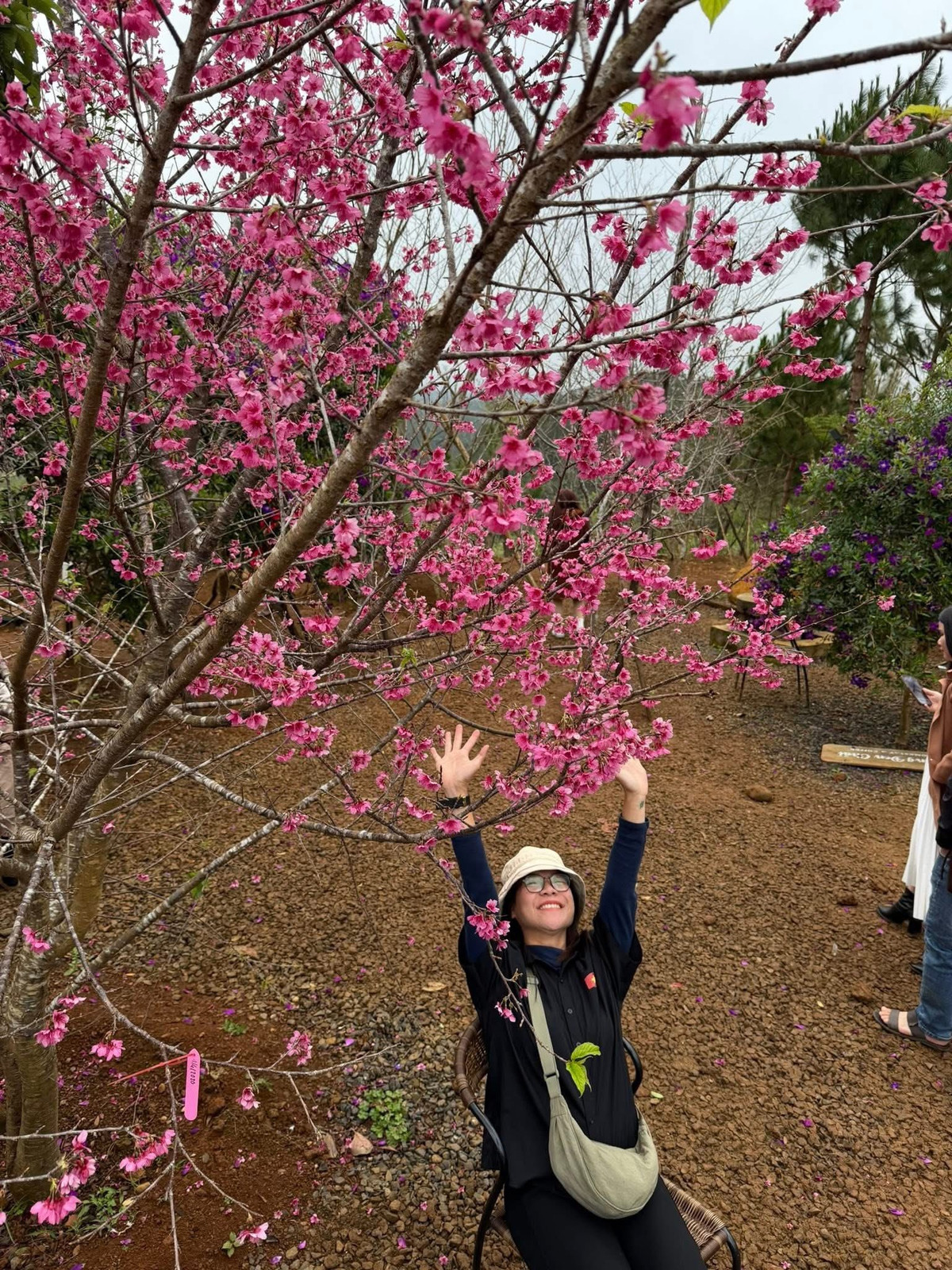 Hoa anh đào hiện được trồng tại nhiều khu vực như dọc Quốc lộ 24, các tuyến đường Võ Thị Sáu, Phan Bội Châu, Quảng trường trung tâm xã Măng Đen, Vườn nghệ thuật Măng Đen và khu vực hồ Đam Bri, hình thành những điểm nhấn cảnh quan thu hút du khách. Ảnh Măng Đen Đại Ngàn