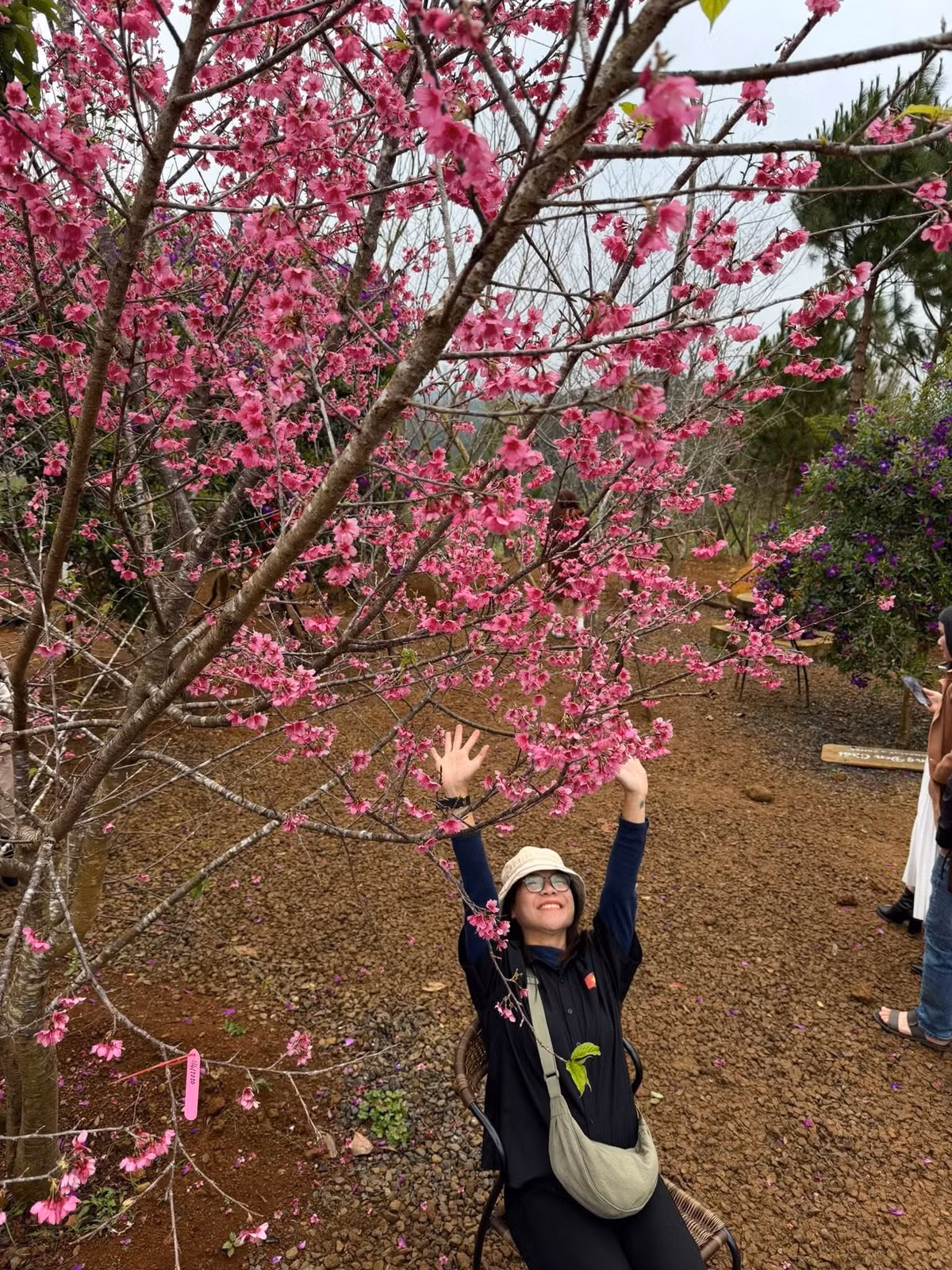Hoa anh đào hiện được trồng tại nhiều khu vực như dọc Quốc lộ 24, các tuyến đường Võ Thị Sáu, Phan Bội Châu, Quảng trường trung tâm xã Măng Đen, Vườn nghệ thuật Măng Đen và khu vực hồ Đam Bri, hình thành những điểm nhấn cảnh quan thu hút du khách. Ảnh Măng Đen Đại Ngàn