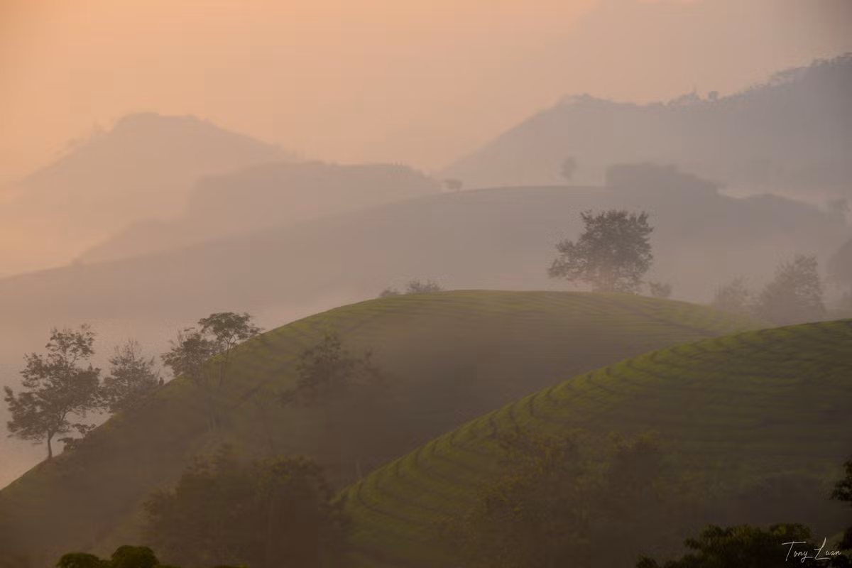 Mỗi luống chè, mỗi quả đồi đều mang một nhịp điệu riêng, khiến ai một lần tới Long Cốc đều cảm nhận được sự yên ả mà kỳ vĩ hiếm có. Ảnh Tony Luận