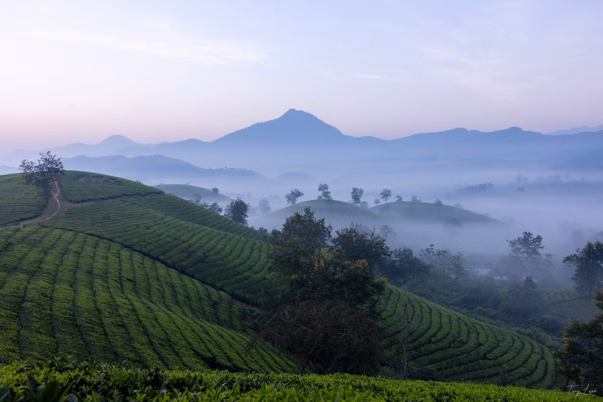 Nhìn từ trên cao, cảnh sắc nơi đây hiện lên như bức tranh thủy mặc sống động. Những ốc đảo chè rộng hàng hécta hòa vào các dãy núi đá trùng điệp, tạo nên không gian xanh ngút ngàn, vừa bắt mắt vừa thanh bình. Ảnh Tony Luận