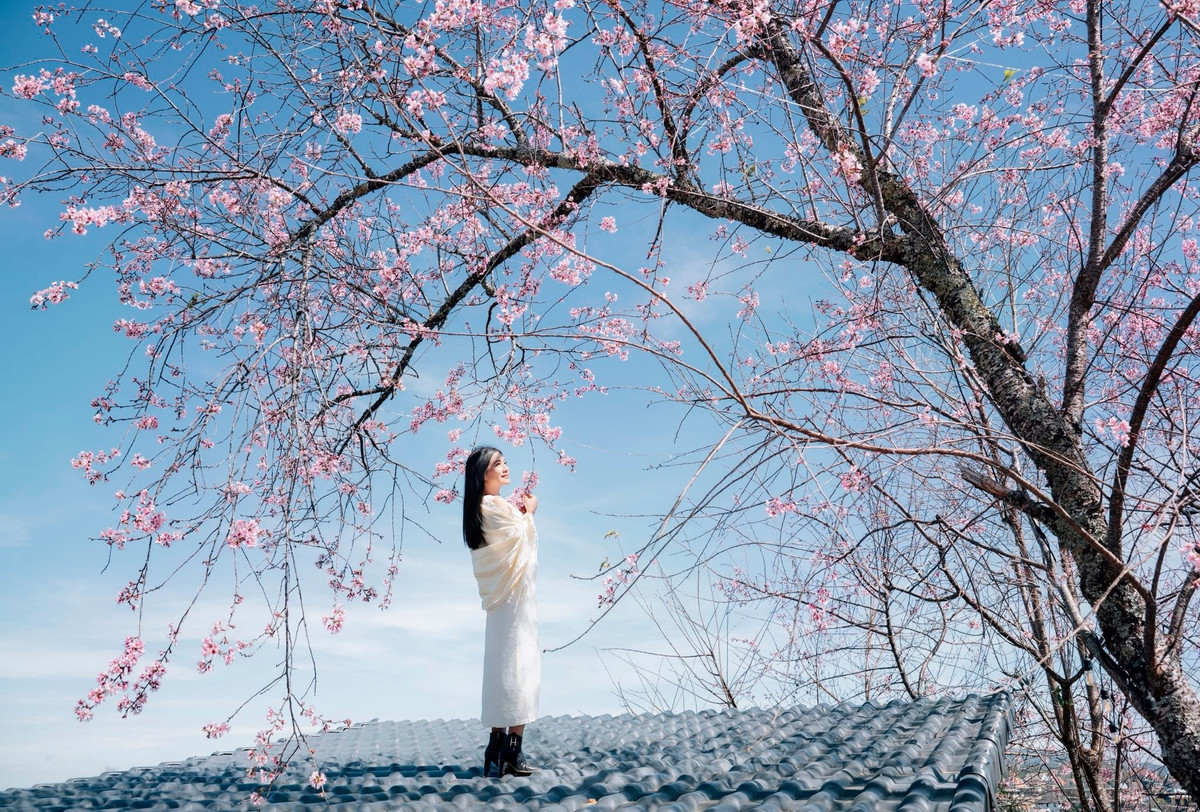 Để có trải nghiệm ngắm mai anh đào trọn vẹn, du khách nên lựa chọn khung giờ sáng sớm, từ khoảng 6h đến 9h, khi ánh sáng dịu và hoa giữ được sắc hồng tự nhiên nhất. Trang phục sáng màu, đơn giản giúp tổng thể bức ảnh hài hòa với phông nền hoa. Ngoài ra, việc theo dõi thông tin từ các hội nhóm du lịch Đà Lạt cũng giúp du khách chủ động cập nhật những khu vực hoa đang vào độ nở đẹp. Ảnh Đồng Ngô