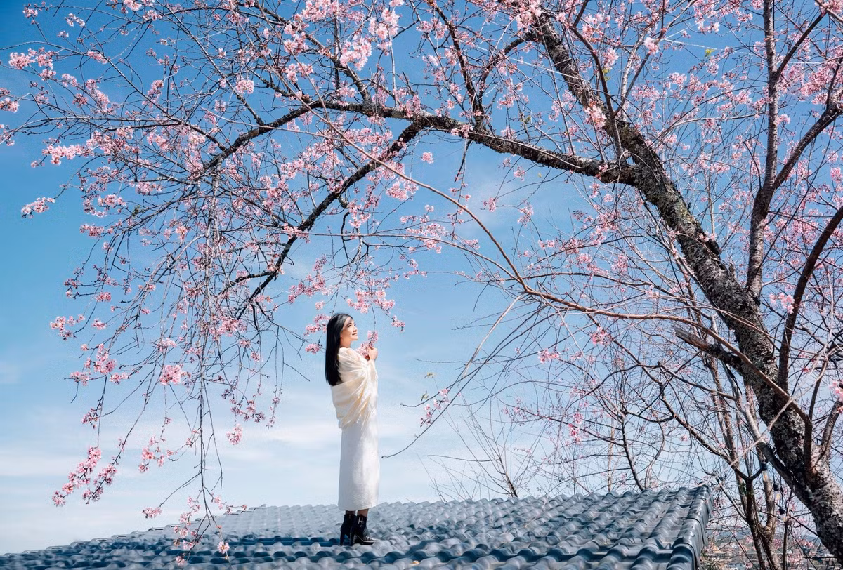 Để có trải nghiệm ngắm mai anh đào trọn vẹn, du khách nên lựa chọn khung giờ sáng sớm, từ khoảng 6h đến 9h, khi ánh sáng dịu và hoa giữ được sắc hồng tự nhiên nhất. Trang phục sáng màu, đơn giản giúp tổng thể bức ảnh hài hòa với phông nền hoa. Ngoài ra, việc theo dõi thông tin từ các hội nhóm du lịch Đà Lạt cũng giúp du khách chủ động cập nhật những khu vực hoa đang vào độ nở đẹp. Ảnh Đồng Ngô