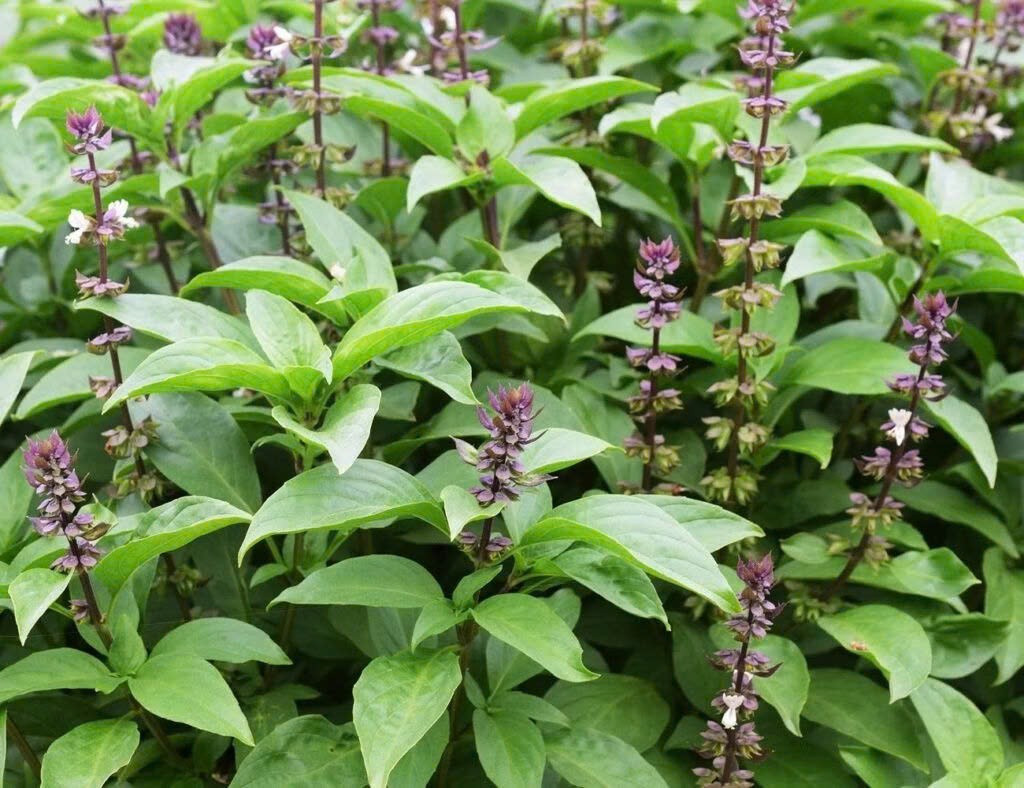 Trong thành phần của rau húng quế có các hoạt chất chống viêm và chống oxy hóa như eugenol, linalool và citronellol. Những chất này có khả năng làm dịu tình trạng viêm ở niêm mạc dạ dày và ruột, góp phần hạn chế nguy cơ viêm loét cũng như các rối loạn tiêu hóa kéo dài. Ảnh minh họa