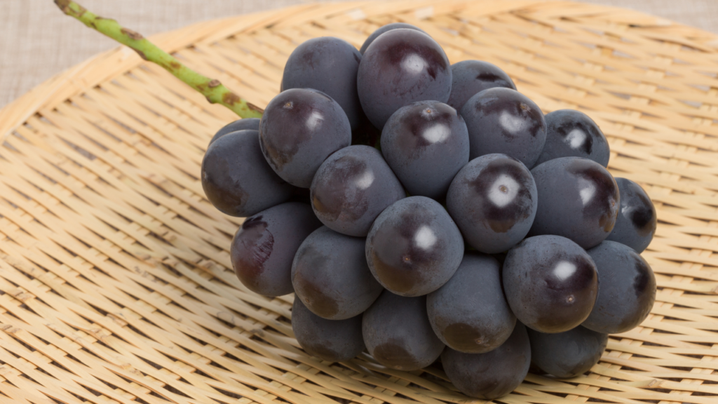 Một lợi ích ít người biết là nho đen có thể hỗ trợ giấc ngủ. Loại quả này chứa melatonin hormone điều hòa chu kỳ ngủ nên ăn một lượng nhỏ vào buổi tối có thể giúp cải thiện chất lượng giấc ngủ, đặc biệt với người hay mất ngủ nhẹ. Ảnh BHX
