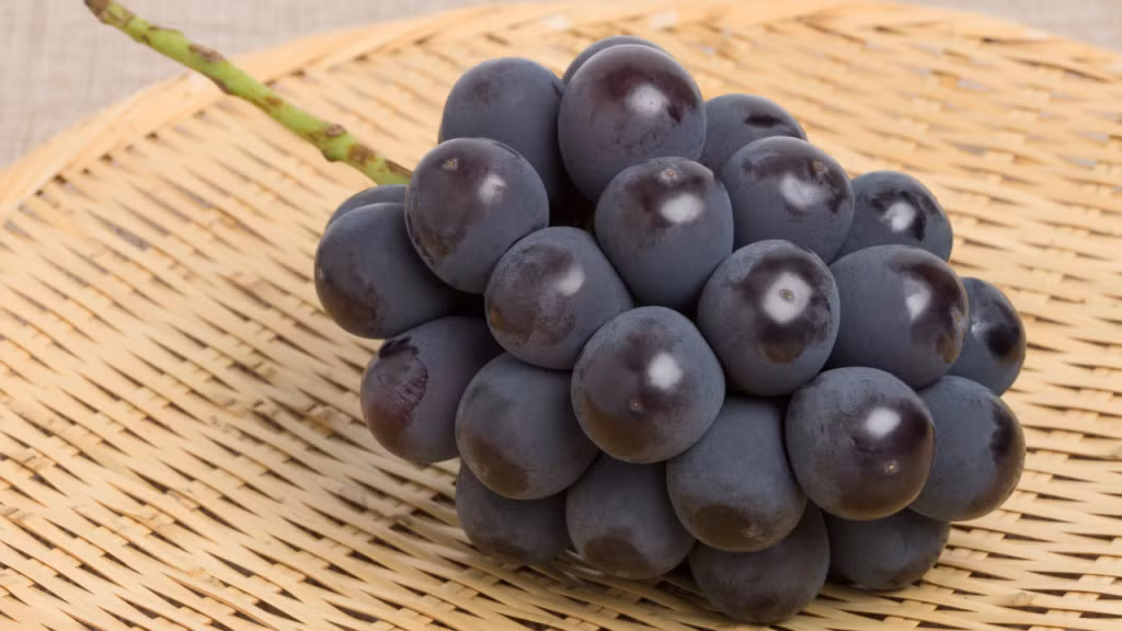 Một lợi ích ít người biết là nho đen có thể hỗ trợ giấc ngủ. Loại quả này chứa melatonin hormone điều hòa chu kỳ ngủ nên ăn một lượng nhỏ vào buổi tối có thể giúp cải thiện chất lượng giấc ngủ, đặc biệt với người hay mất ngủ nhẹ. Ảnh BHX