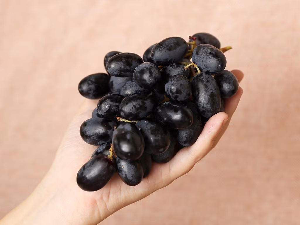 Một trong những lợi ích đáng chú ý của nho đen là khả năng hỗ trợ kiểm soát đường huyết. Hoạt chất resveratrol có thể giúp cải thiện độ nhạy insulin, từ đó góp phần ổn định lượng đường trong máu. Bên cạnh đó, pterostilbene một hợp chất tự nhiên khác có trong nho được cho là có tác dụng hỗ trợ giảm glucose và bảo vệ tế bào beta tuyến tụy, yếu tố quan trọng trong việc phòng ngừa biến chứng tiểu đường. Ảnh BHX