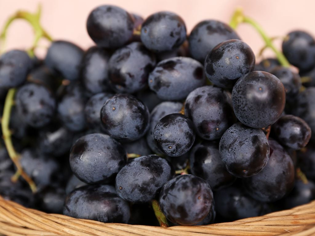 Đối với não bộ, nho đen được xem là thực phẩm hỗ trợ chức năng thần kinh. Resveratrol có thể giúp cải thiện trí nhớ và giảm nguy cơ suy giảm nhận thức liên quan đến tuổi tác. Ngoài ra, nho còn chứa riboflavin vitamin có thể hữu ích với những người thường xuyên bị đau nửa đầu. Ảnh nguồn internet