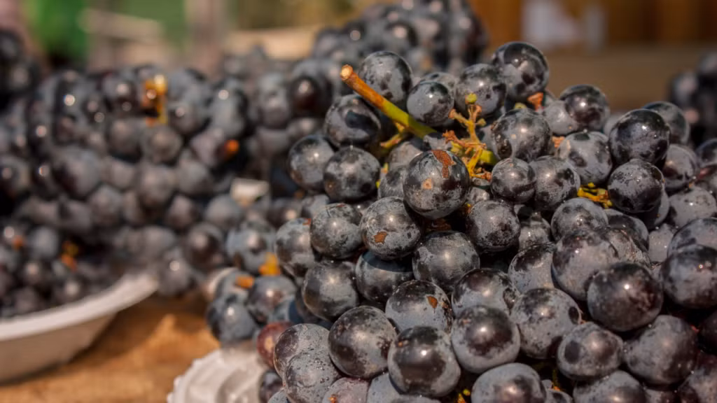 Dù mang lại nhiều lợi ích, các chuyên gia vẫn khuyến nghị nên tiêu thụ nho đen ở mức vừa phải. Loại quả này chứa đường tự nhiên nên người mắc tiểu đường hoặc đang kiểm soát cân nặng cần lưu ý khẩu phần. Khi được sử dụng hợp lý, nho đen không chỉ là món trái cây ngon miệng mà còn là “trợ thủ” đắc lực cho sức khỏe toàn diện. Ảnh nguồn internet