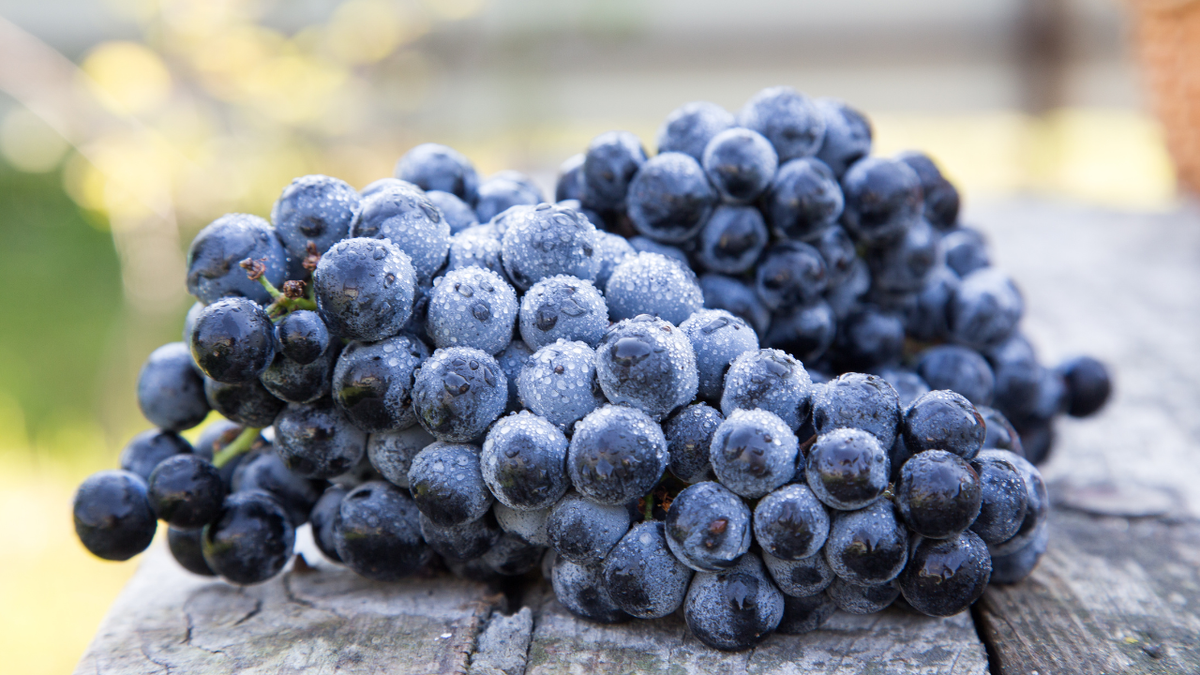 Không dừng lại ở đó, resveratrol trong nho còn được cho là có khả năng hỗ trợ tăng mật độ khoáng xương, từ đó góp phần phòng ngừa loãng xương. Đồng thời, các hợp chất flavonoid và stilbene trong nho đen cũng hoạt động như chất chống viêm tự nhiên, giúp làm dịu các phản ứng viêm trong cơ thể, có lợi cho người bị viêm khớp hoặc các bệnh viêm mạn tính. Ảnh nguồn internet