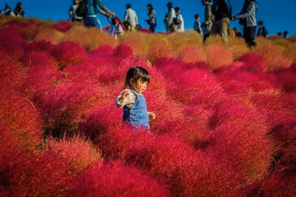 Không quá lời khi nói rằng, đồi Kochia ở Hitachi Seaside là một trong những cảnh quan “gây sốt” mạng xã hội nhất mỗi mùa thu. Những khóm cỏ tròn trịa, đỏ rực trong nắng chiều trở thành phông nền hoàn hảo cho mọi bức hình. Với nhiều du khách quốc tế, khoảnh khắc đứng giữa biển cỏ đỏ trong tiết trời se lạnh mang lại cảm giác vừa lãng mạn vừa bình yên – trải nghiệm khó tìm thấy ở nơi nào khác. Ảnh dulichviet