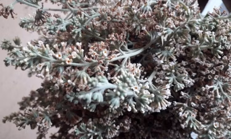 Giữa vô vàn món ngon của vùng cao Tây Bắc, xôi bjoóc phón nổi bật với màu vàng óng, hương thơm dịu và vị dẻo ngọt đặc trưng. Đây là món xôi độc đáo, vừa ngon miệng vừa mang đậm bản sắc văn hóa của người Tày, Nùng. Ảnh dulichCaoBang