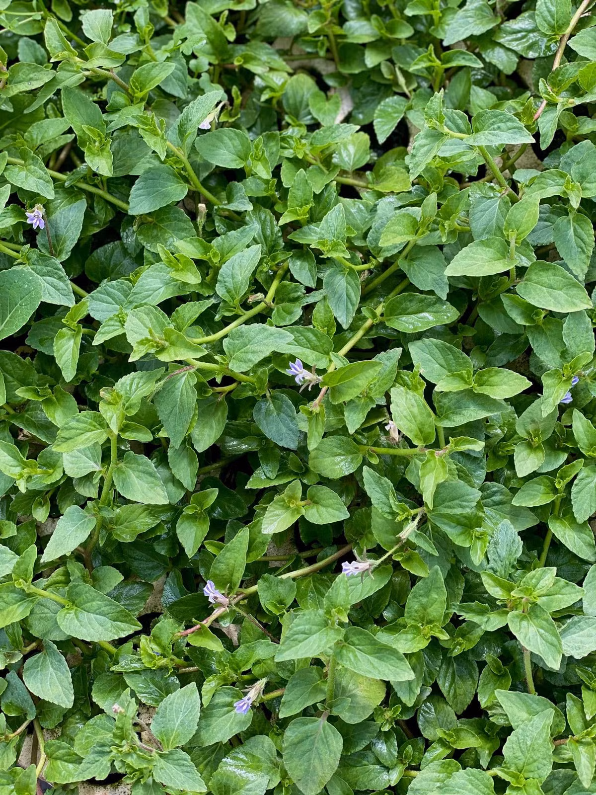 Những năm gần đây, cùng với sự phát triển của du lịch và xu hướng khám phá ẩm thực bản địa, rau lỗ bình bắt đầu “xuống phố”. Ảnh L.A Green