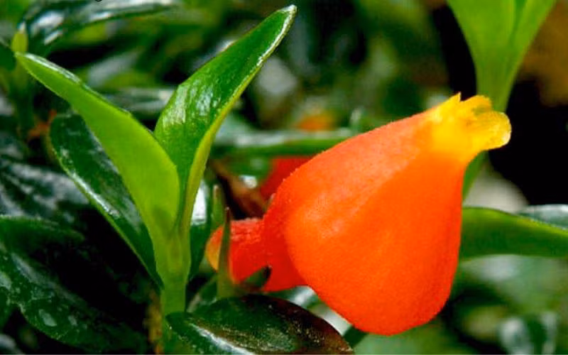 Chính vì vậy, một chậu cây với những “chú cá” nở rực rỡ được xem như biểu trưng cho sự hanh thông, thu hút vận may. Màu cam đỏ của hoa cũng góp phần tạo cảm giác ấm áp, tích cực cho không gian sống. Ảnh BHX