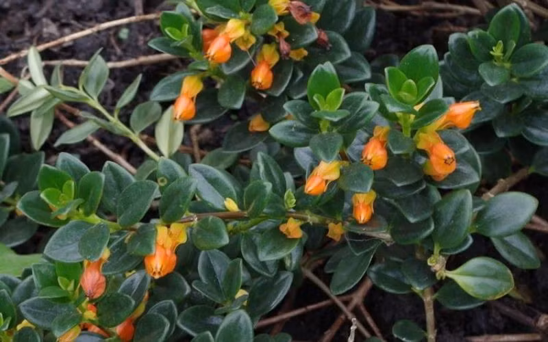 Nhiều người có xu hướng đặt cây tại phòng khách, góc làm việc hoặc gần cửa sổ với kỳ vọng mang lại năng lượng tốt và tinh thần thoải mái. Ảnh Wiki