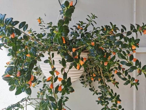 Theo khảo sát thị trường, cây giống hoặc chậu nhỏ có giá từ khoảng 35.000 đồng, trong khi các chậu lớn, đã trưởng thành dao động từ 100.000 – 250.000 đồng tùy loại. Ảnh Internet