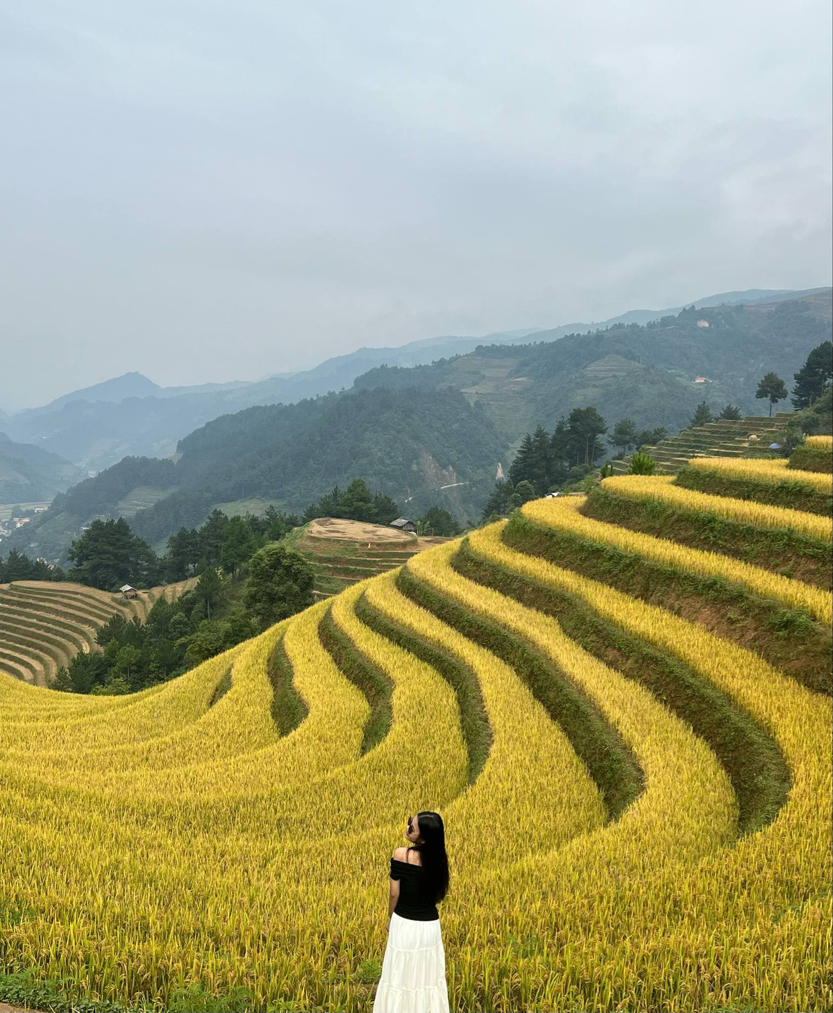 View - Săn mùa vàng Mù Cang Chải, chọn tour nào đáng tiền? | Báo Tri thức và Cuộc sống - TIN TỨC PHỔ BIẾN KIẾN THỨC 24H