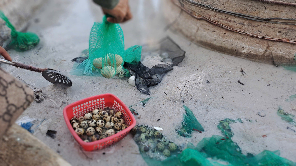 Chỉ cần thả trứng vào dòng nước đang sôi sục, chờ khoảng 8–10 phút là có ngay món trứng luộc lòng đào béo ngậy. Ảnh Báo Dân Việt