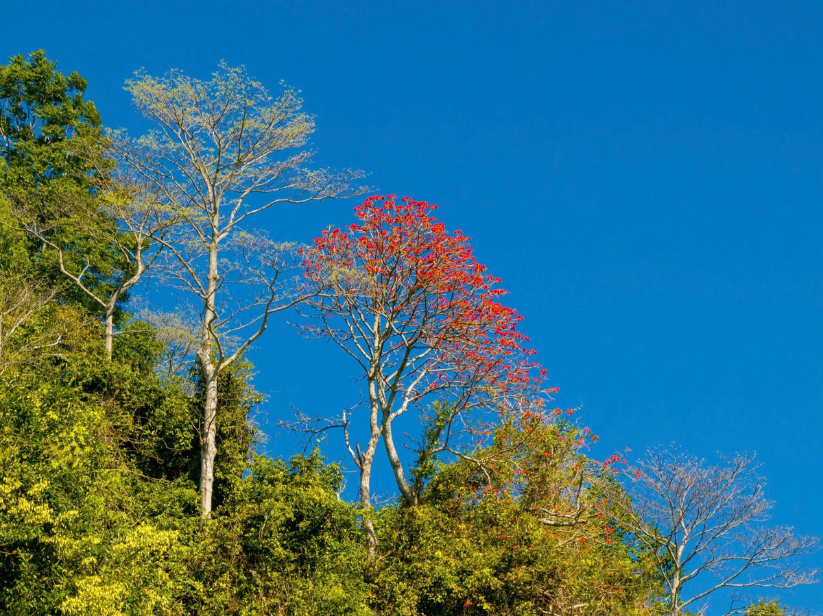 Chính sự kết hợp giữa sắc đỏ của hoa và những tầng mây trắng bồng bềnh đã khiến nơi đây trở thành địa điểm chụp ảnh được nhiều người yêu thích. Nhiều bạn trẻ cho biết chỉ cần đi cáp treo lên núi vào đúng mùa hoa, họ đã có thể ghi lại những khung hình ấn tượng giữa thiên nhiên hùng vĩ.