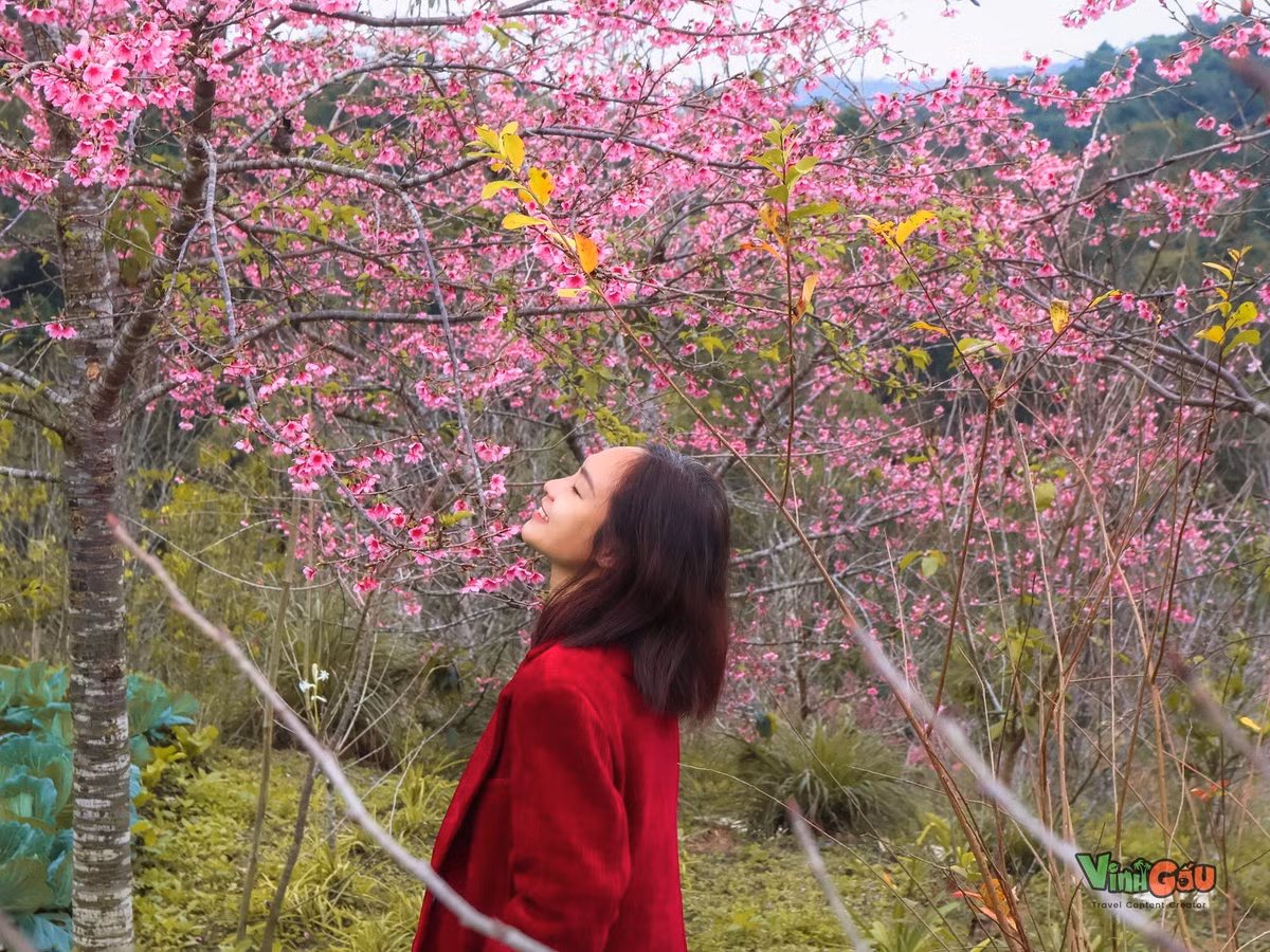 Mới đầu mùa, lượng khách chưa đông, tạo điều kiện thuận lợi để du khách thoải mái dạo bước, chụp ảnh hay tổ chức những buổi picnic nhẹ nhàng bên bờ hồ. Ảnh Vinh Gấu